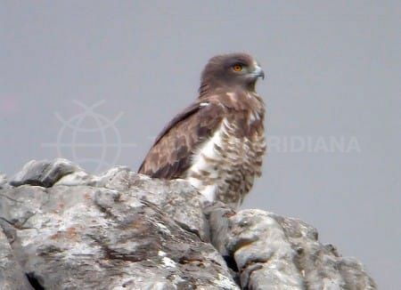 Birdwatching Costa del Sol - Marbella and Estepona