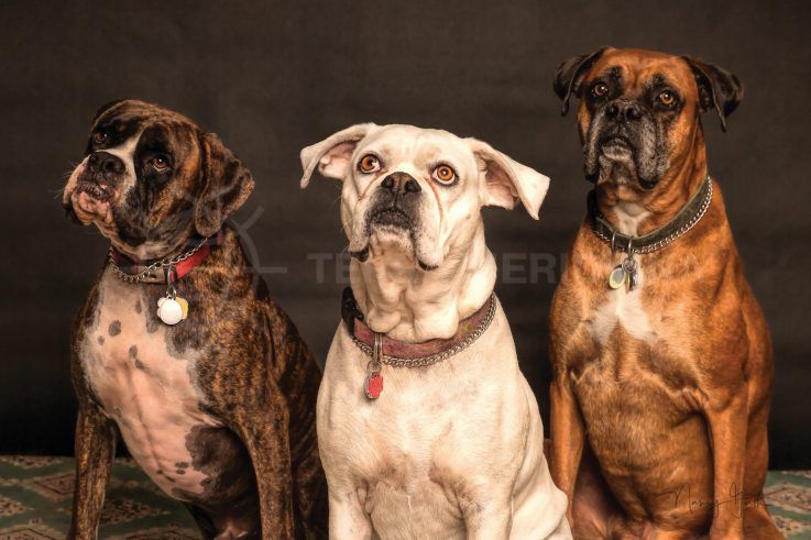 Des installations adaptées aux chiens sur la Costa del Sol