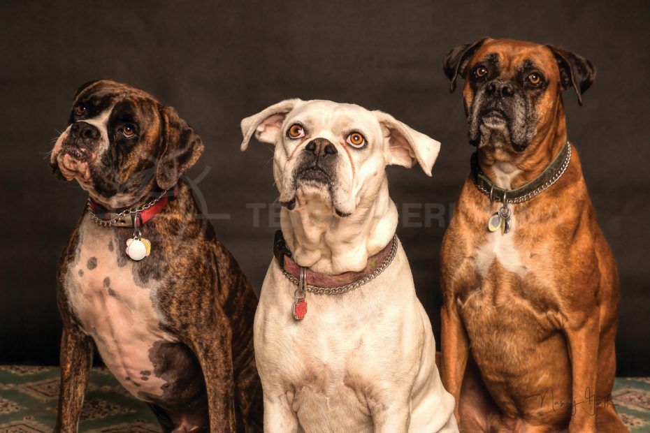 Des installations adaptées aux chiens sur la Costa del Sol